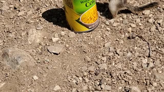 Squirrel Helps Himself