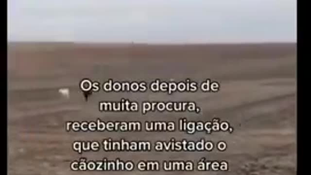 Cão simpático