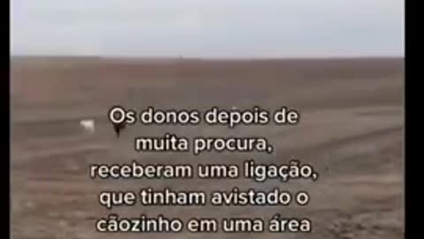 Cão simpático