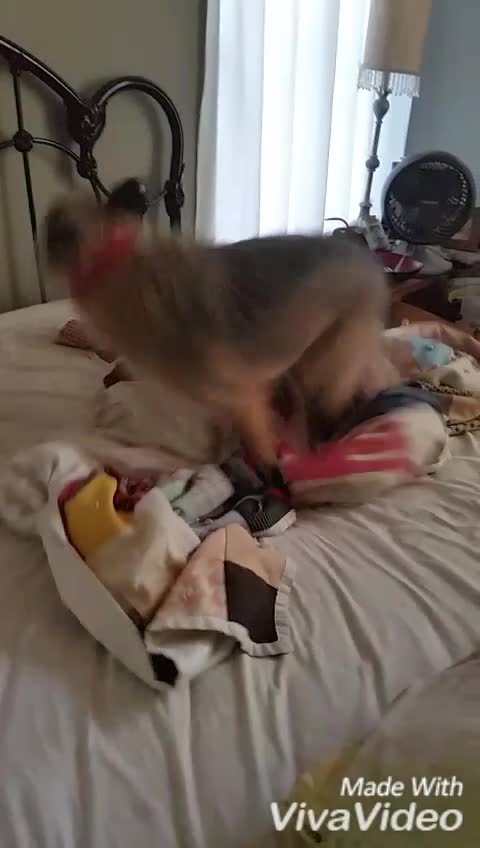 Dillon McScruffles, worst dog ever, daily blankie war is on.