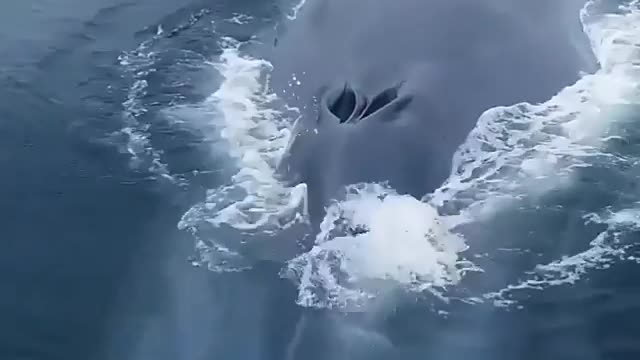 Incredible blue whale