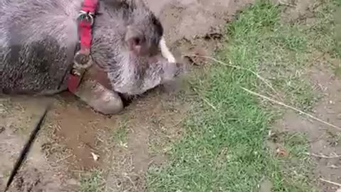 ARK OF GRACE SANCTUARY: NOOOO NOBLE!!!!!!