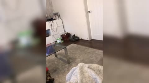 Cute Cats 😹 And 🐶 Funny Dog Reactions - Try Not To Laugh 😂