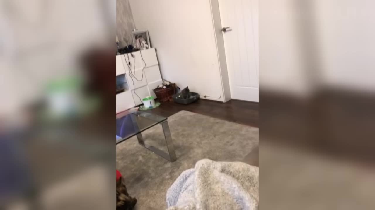 Cute Cats 😹 And 🐶 Funny Dog Reactions - Try Not To Laugh 😂