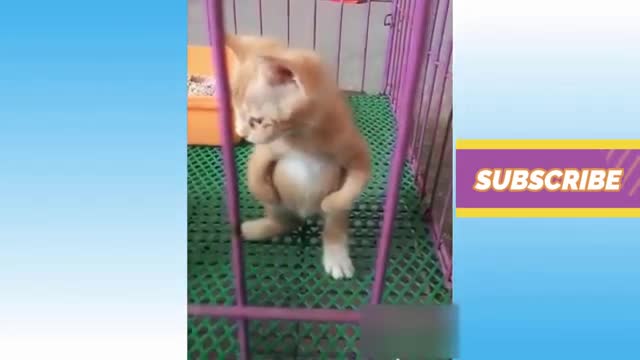 Cute Animal funny and cut