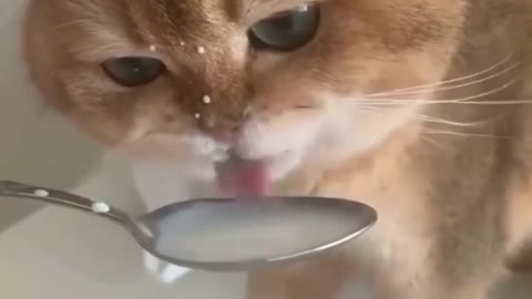 Nice cat drink milk