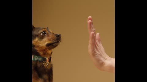 DOGGY HIGH FIVE