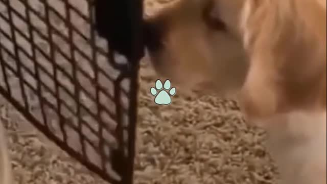 Cutest Try not to Laugh Kittens - Pups - 34