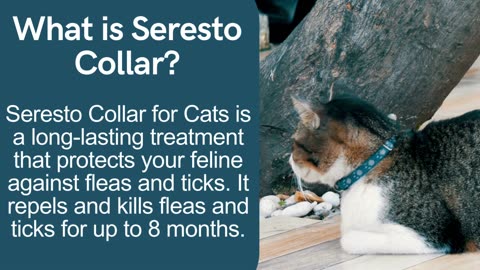 Seresto Collar for Cats What All You Should Know