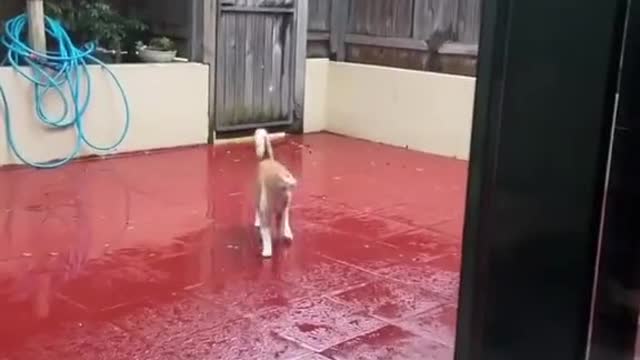 Cute and Funny Cat Videos Compilation - PART 111