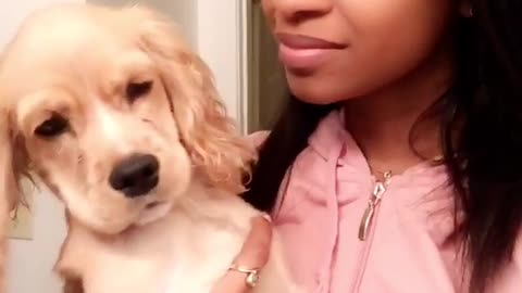 Tan dog avoids female owners kiss and affection