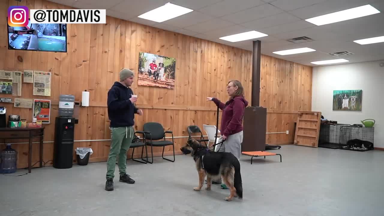 How to teach your dog to listen to you and why your dog won't listen to you