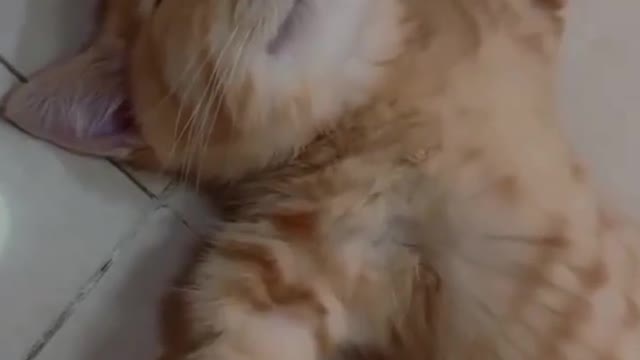 Cats pretends to sleep to avoid taking her foods