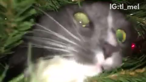 Grey cat hiding inside of christmas tree comes towards camera