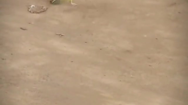 The sparrow was fighting with the mantis, and he was attacked