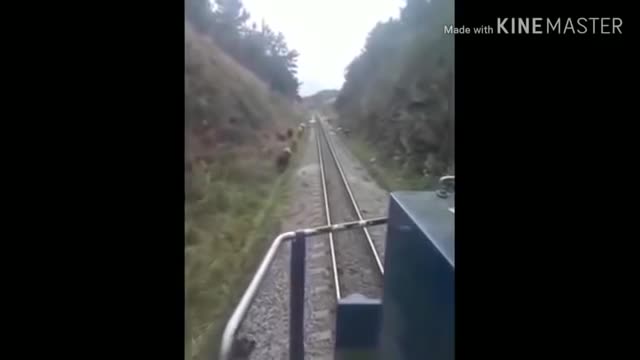 Animals that hit by train - Animal vs Train