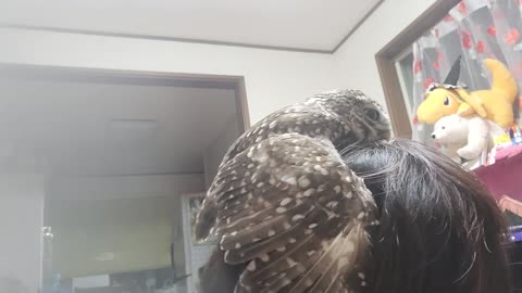 Owl relaxing with the head