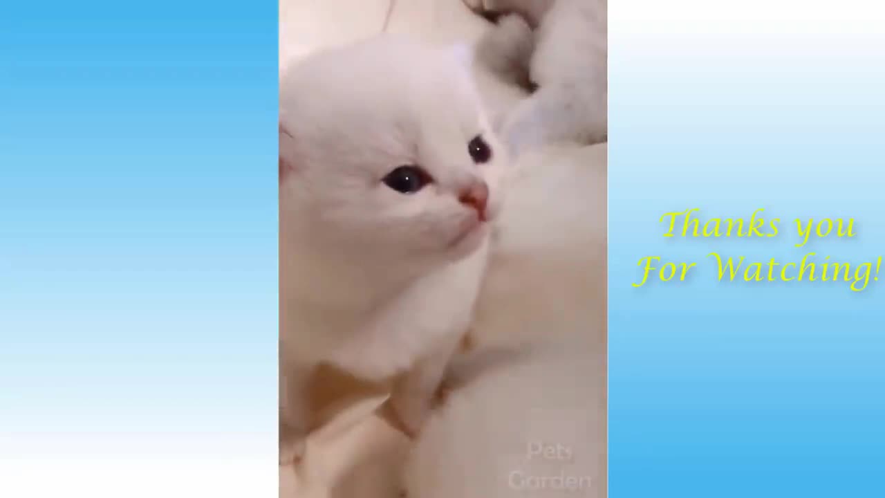 funny moments cats and dogs 11#