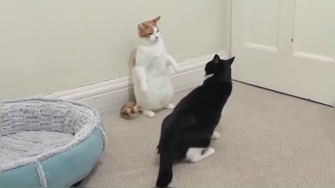 Cats Fight Over Bed