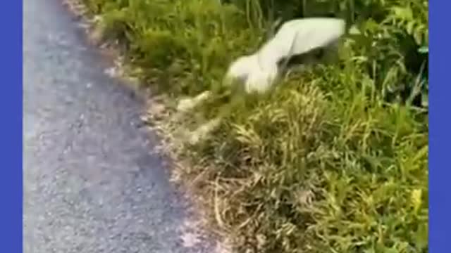 Funny animals 😄 😄