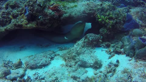 A very old moray eel