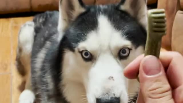 MUST see this doggy saying pleasee, sooo adorable!