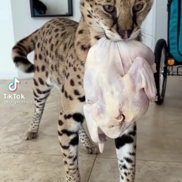 Large hungry kitty doesn't like camera.mp4