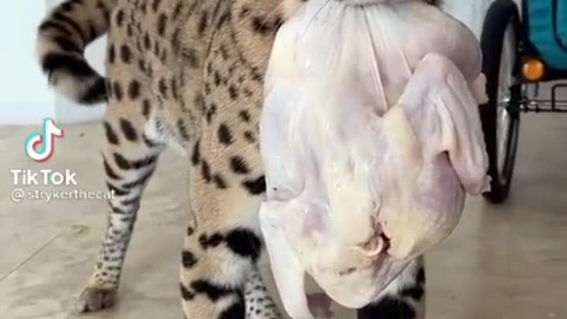 Large hungry kitty doesn't like camera.mp4