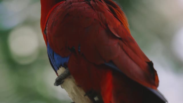 Red Parrot