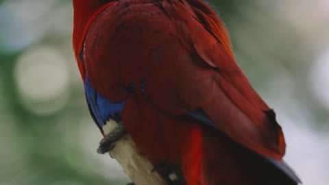 Red Parrot