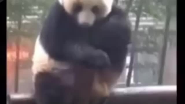 Sad panda 🐼