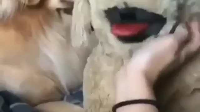 Funny dog video 🤣🤣😂🤣😂