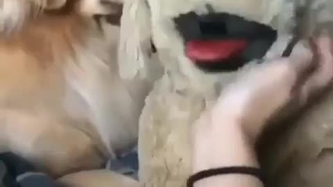 Funny dog video 🤣🤣😂🤣😂