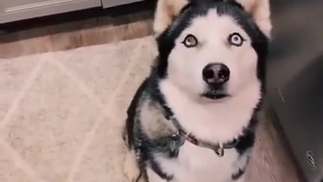 Funny Cats and Dogs Videos, Cute Dogs, Cute Cats Compilation