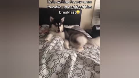 Funny and cute dogs that will make your day better!! Try not to laugh