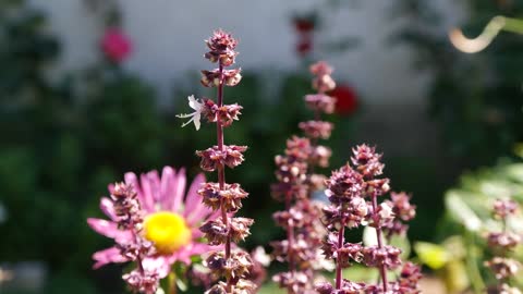 Beautiful flowers