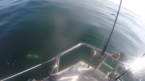 Black Sea Bass