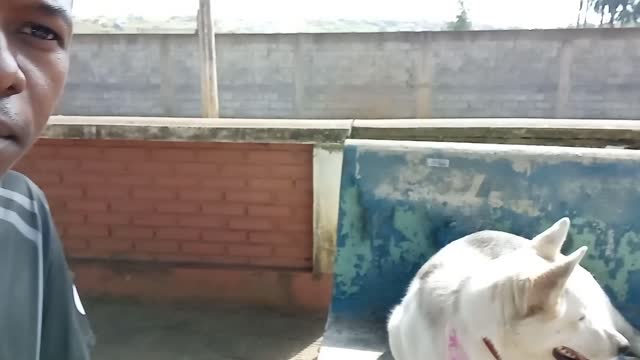 Cachorro equilibrado part 1