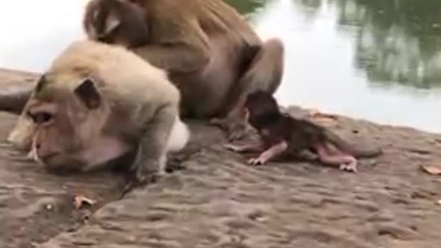 Mom Put New born baby Monika On Stone#Shorts Monkey Tepy SUBSCRIBE