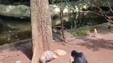 Monkey and porcupine