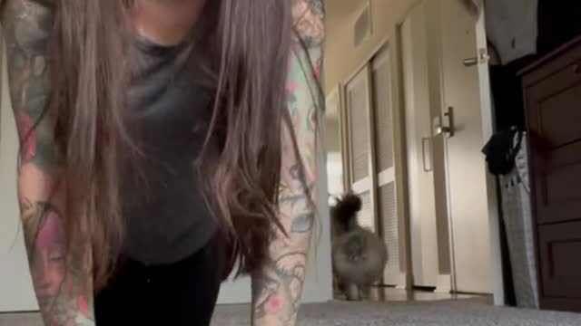 cat video