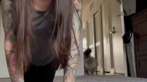 cat video