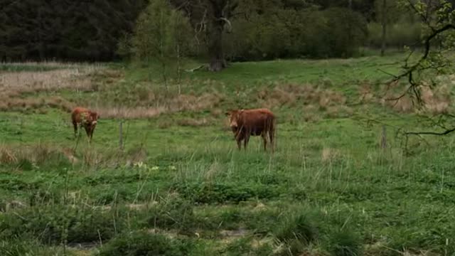 Cows and Cooks Share an Awkward Moment