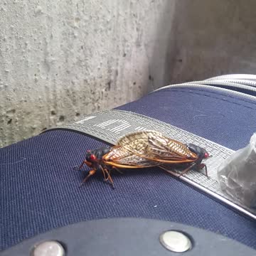 Making Cicadas