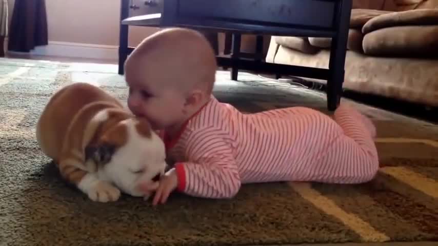 Cute babies and dogs, funny moments. Babies love dogs