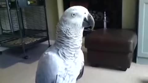 Don't touch me ! [ the parrot says ]