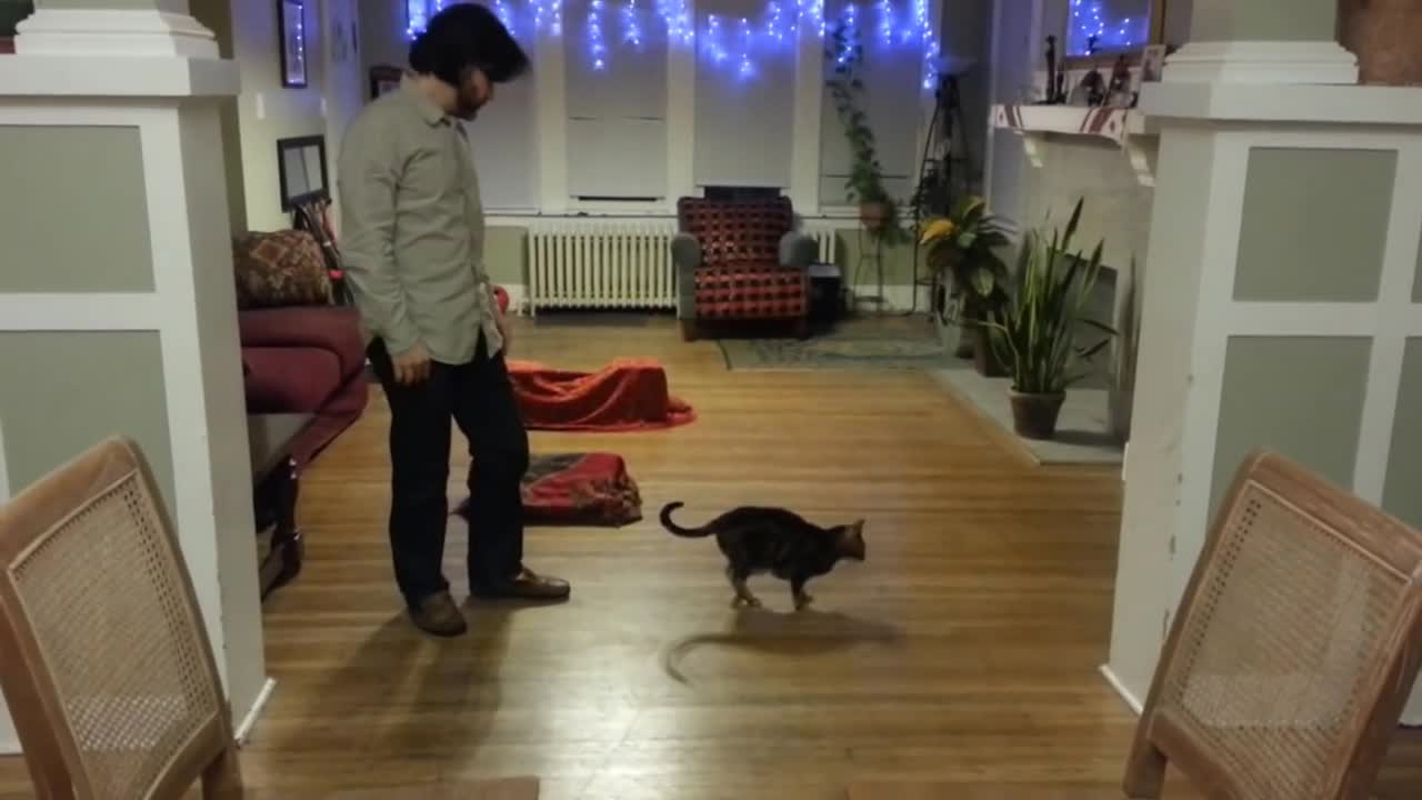 How to Train a Kitten Cat at Home