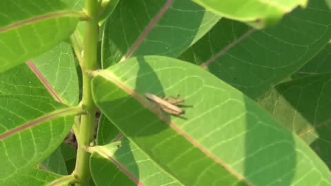 147 Toussaint Wildlife - Oak Harbor Ohio - Other Visitors To The Milkweed