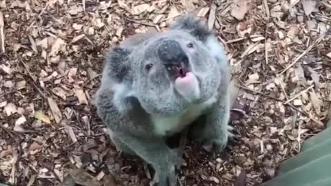 Cute Koala (Funny Animals)