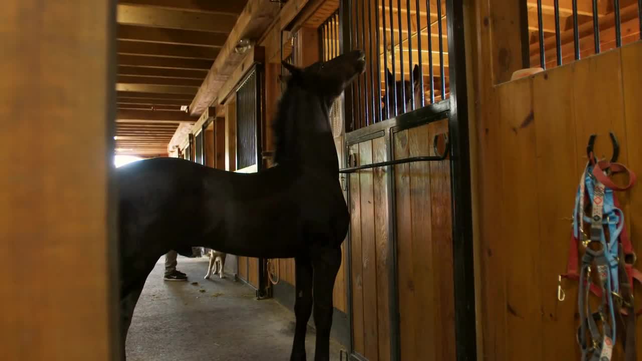 Curious Young horse inside barn checks up on adult horses inside box stalls